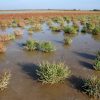 Sansouires en Camargue (Tour du Valat).