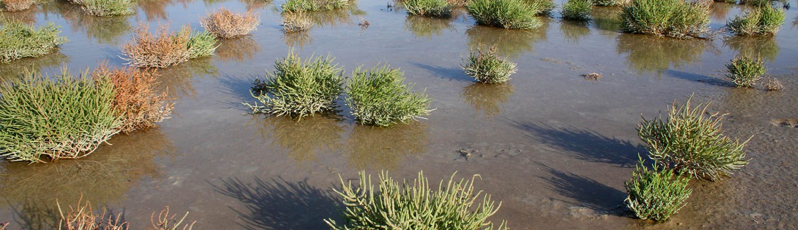 Sansouires en Camargue (Tour du Valat).