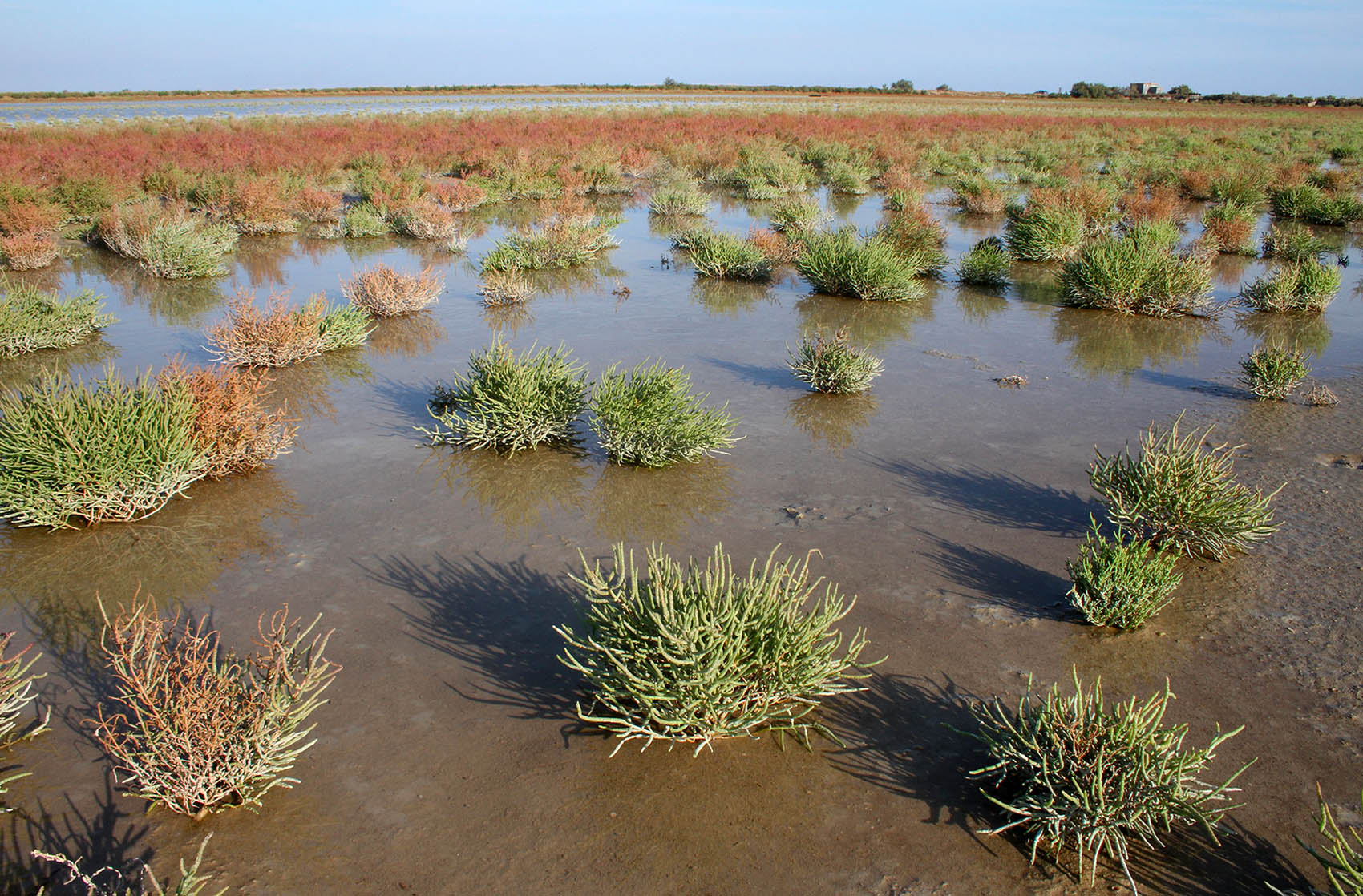 Sansouires en Camargue (Tour du Valat).