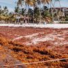 Une plage tropicale sereine bordée de palmiers et d'algues sous un ciel bleu clair