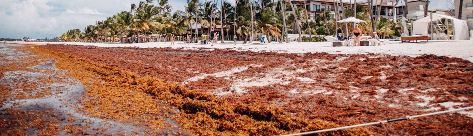 Une plage tropicale sereine bordée de palmiers et d'algues sous un ciel bleu clair