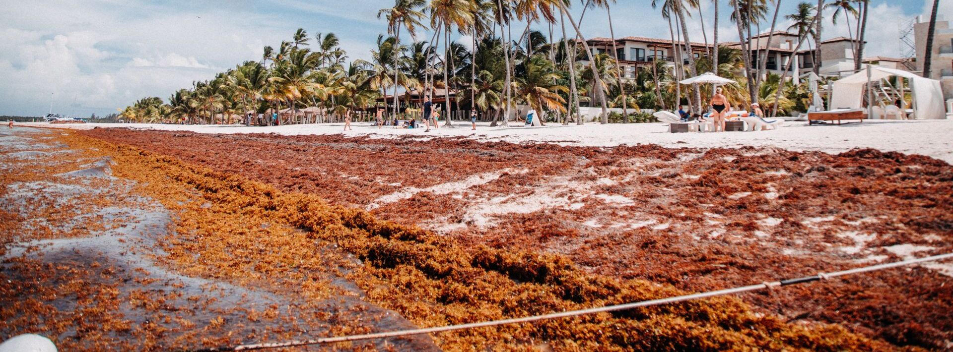 Une plage tropicale sereine bordée de palmiers et d'algues sous un ciel bleu clair
