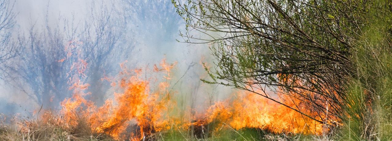 Un violent incendie de forêt se propageant dans une zone herbeuse parsemée de buissons verdoyants