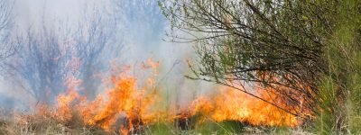 Un violent incendie de forêt se propageant dans une zone herbeuse parsemée de buissons verdoyants