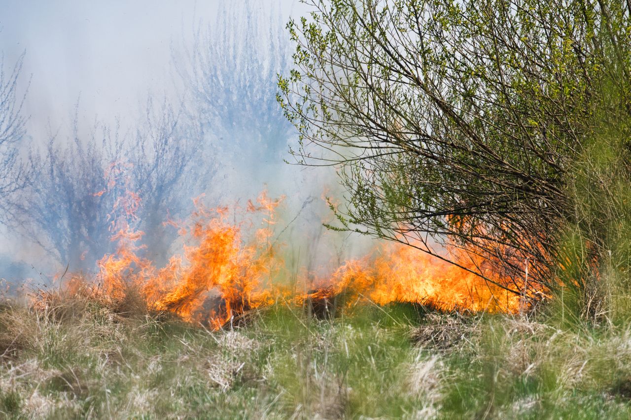 Un violent incendie de forêt se propageant dans une zone herbeuse parsemée de buissons verdoyants