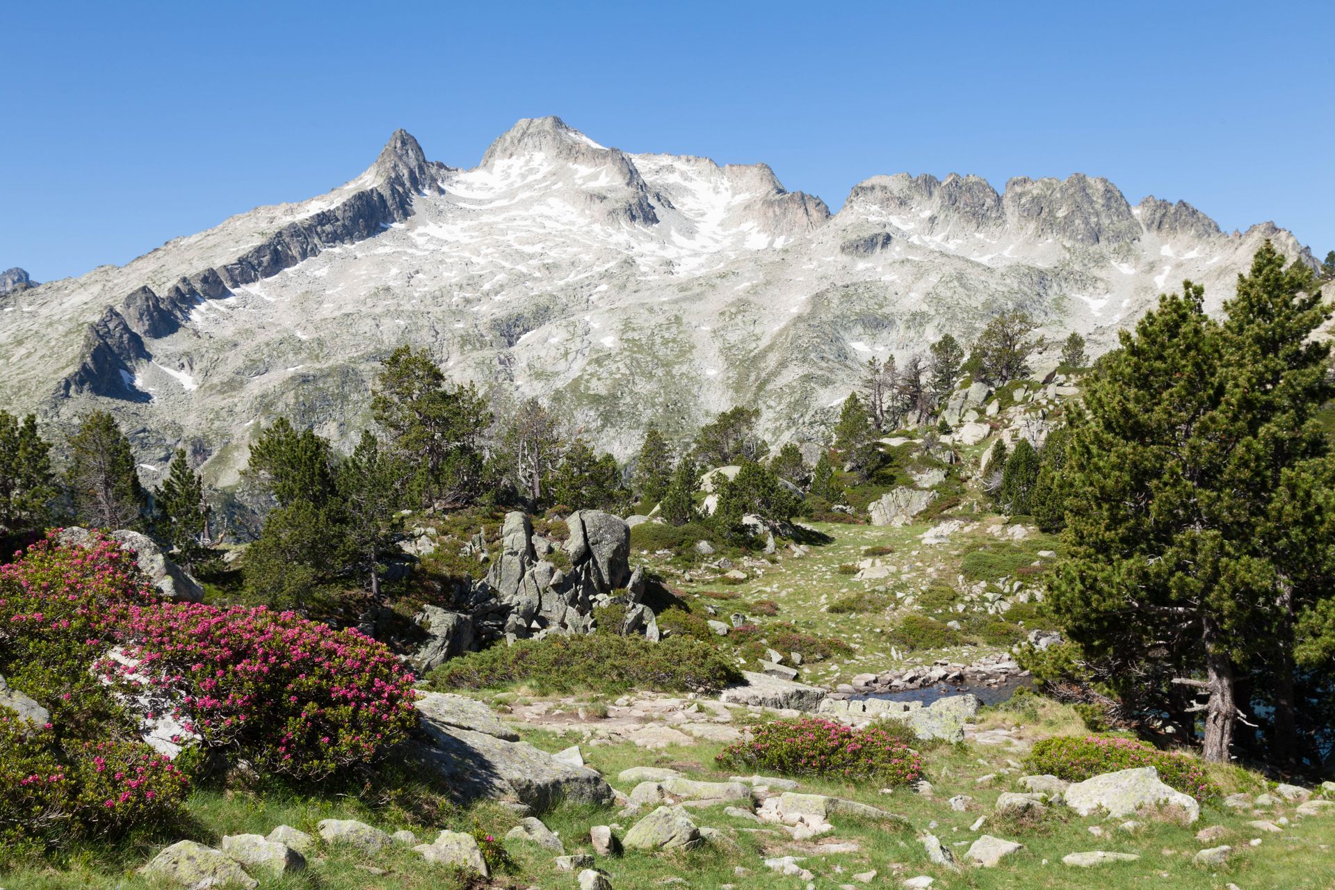 Magnifique paysage montagneux avec des fleurs vibrantes à Luz-Saint-Sauveur, France.
